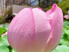 -陈家山荷花公园