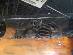 点击看大图 -Zoolung Zoolung动物主题公园(海信广场店)