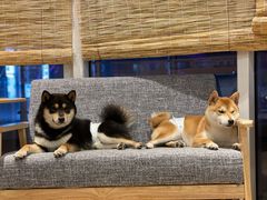 两只招牌-南京Hallo宠物乐园·哈罗犬舍·柴犬繁育基地