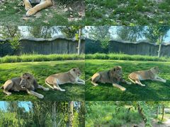 -北京野生动物园