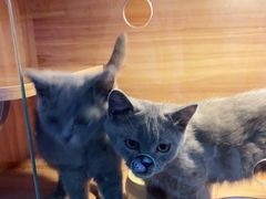 -喵百万·布偶·蓝金金渐层英短·猫舍(百子湾店)