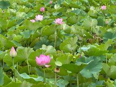 -西青郊野公园