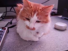 -小猫来了·猫舍(红山六九七九店)