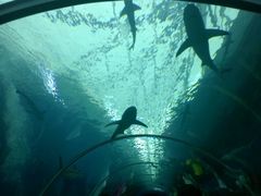 -新加坡海洋生态馆