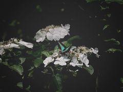 -九曜山