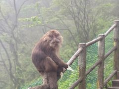 -峨眉山风景名胜区