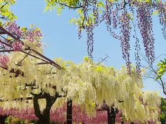 -嘉定紫藤园