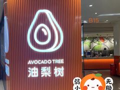-油梨树 AVOCADO TREE(亮马桥店)