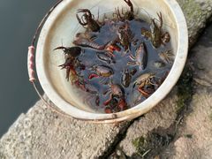 -同銮特种养殖场·龙虾垂钓