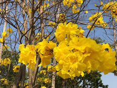 -天适樱花悠乐园