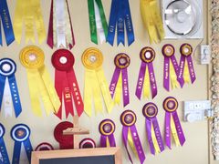 -柴犬高等学院·狗咖·柴犬售卖·宠物训练