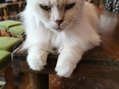 -猫猫幼稚园·撸猫·桌游·电玩