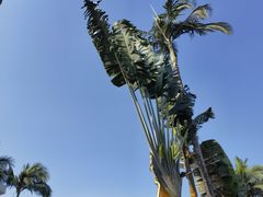 -瑞丽活螃蟹(芒市店)