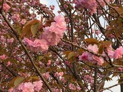 -高东镇樱花园