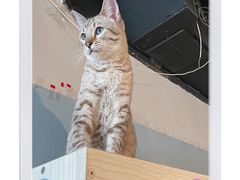 -Cappucimeow猫咪咖啡馆(韦伯时代店)