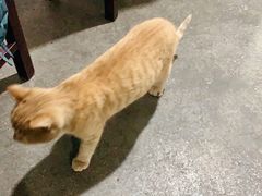 -王万妈卤猪脚(青岩交通路)