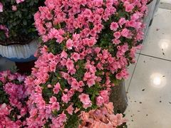 -双季花艺园艺市场(浦东店)