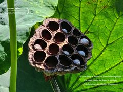 -四川大学(华西校区)