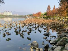 -飞来湖湿地公园