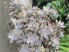 -小菜园新徽菜(镇江京口吾悦店)