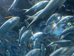 -上海海洋水族馆