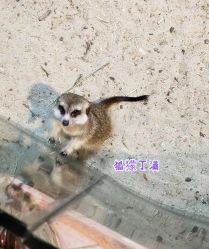 -Moni星球萌宠·小马宝莉·灵蛇·高端高阶全萌宠互动体验俱乐部(红豆国际广场店)