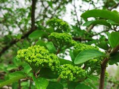 -白塘生态植物园