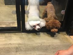 -八公叔叔宠物美容连锁(春申店)