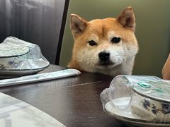 -阿峰饭店·本地土菜馆·农家土鸡煲·一品神仙鸡(报福店)