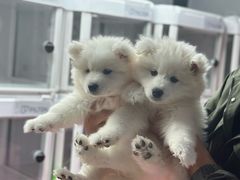 -翊宠yipet猫狗购宠庄园犬舍•猫舍