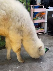 -神奇动物撸宠馆·羊驼·小浣熊·异宠(豫园店)