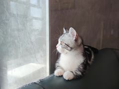 -lincat·猫舍(广州店)