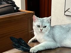 -贝利宠物医院·骨科·眼科·肿瘤转诊中心(南坪诊疗中心)