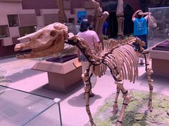 -陕西自然博物馆