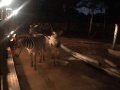 -清迈夜间动物园