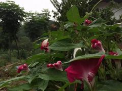 -常德桃花源景区