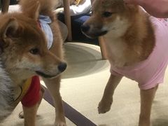 -逗柴咖啡屋·狗咖猫咖宠物桌游