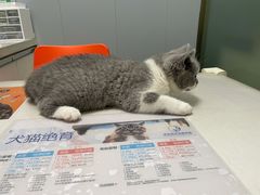 -伟伟宠物医院·瑞派猫友好医院·猫科(光谷店)
