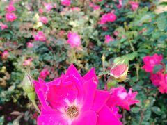 -人民公园(罗湖区)