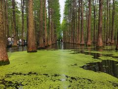 -渌洋湖湿地公园