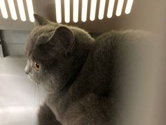 -申普宠物医院·心脏介入·心血管微创(总院)