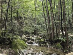 -牛背梁国家森林公园