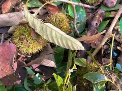 -上海佘山国家森林公园天马山园