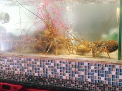 -巽寮印象美食部落餐厅·海鲜·地方特色菜(惠州体验店)