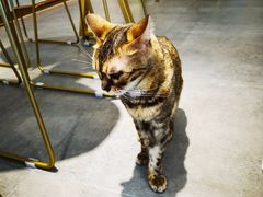 -飞行喵MR PILOT|猫舍·猫咖(静安大融城店)