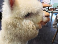 -猫色咖啡·猫咖