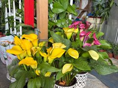 -龙大花卉苗木市场