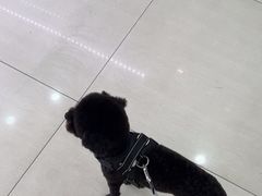 -天宠宠物医院24小时·急重症诊疗中心·全科·腔镜特色(和平分院)