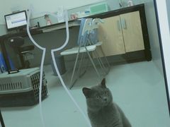 -谐和益家动物医院·免疫绝育·血液透析·宠保定点医院(高新伊藤分院)