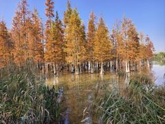 -白鹭湾湿地公园